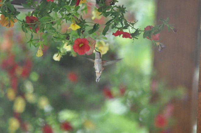 Hummingbird feeds right outside of Chilliwack River Rafting's office!