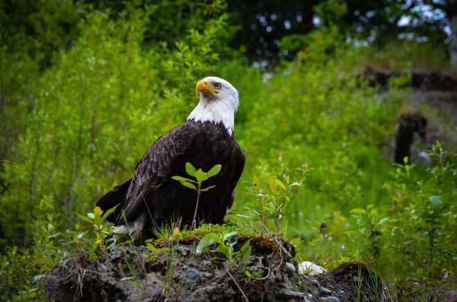 An eagle watches the rafts go by on the Classic!