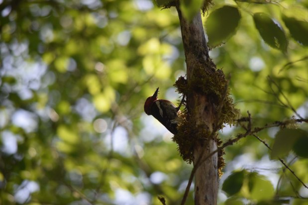 Get Ready for Wildlife Wednesday at Chilliwack River&nbsp;Rafting!