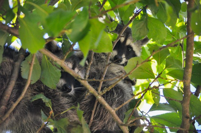 Baby racoons in the pear tree at Chilliwack River Rafting's resort! 
