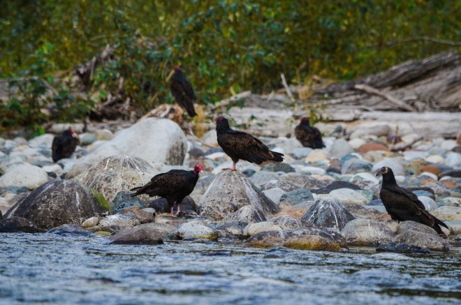 Turkey vultures eating fish!