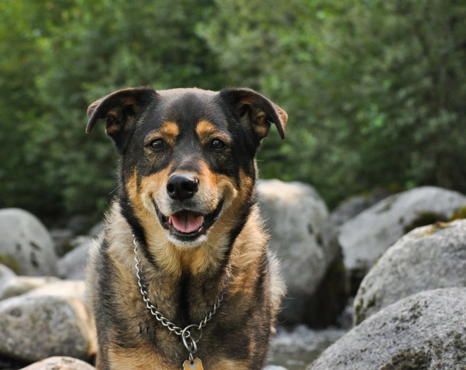 A Friendly fisherman's dog! 