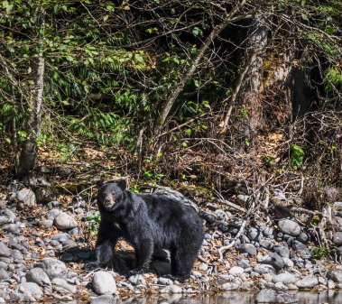 Black bear at the Inflatable Kayak put in! 