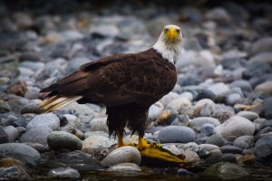 Chilliwack River Rafting